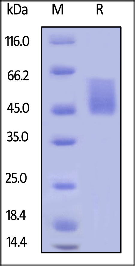 Biotinylated Human B7-H6, His Tag on SDS-PAGE under reducing (R) condition. The gel was stained overnight with Coomassie Blue. The purity of the protein is greater than 95%.